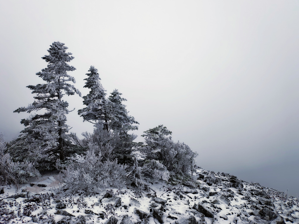 image-20260215142659909